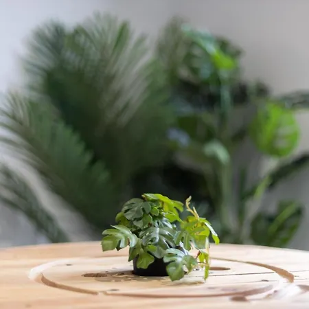 Doux Cocon Tropical Au Coeur Du Centre * Troyes