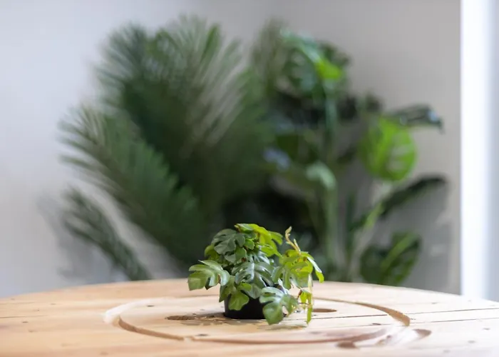 Doux Cocon Tropical Au Coeur Du Centre * Troyes